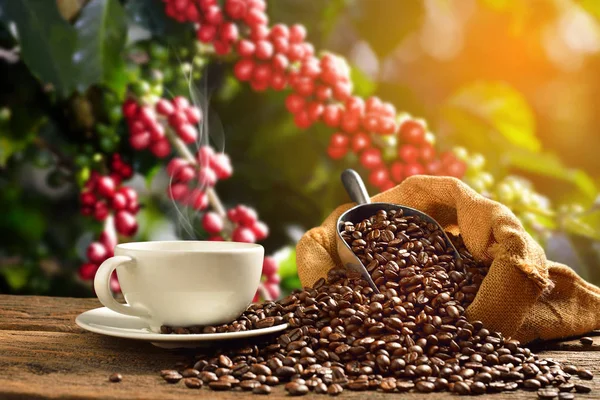 Fresh Maesasa coffee with beans and coffee cherries