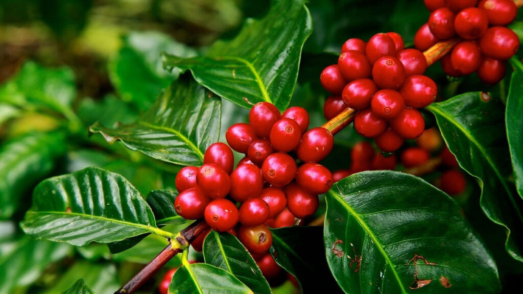 Highlands farmer harvesting coffee cherries